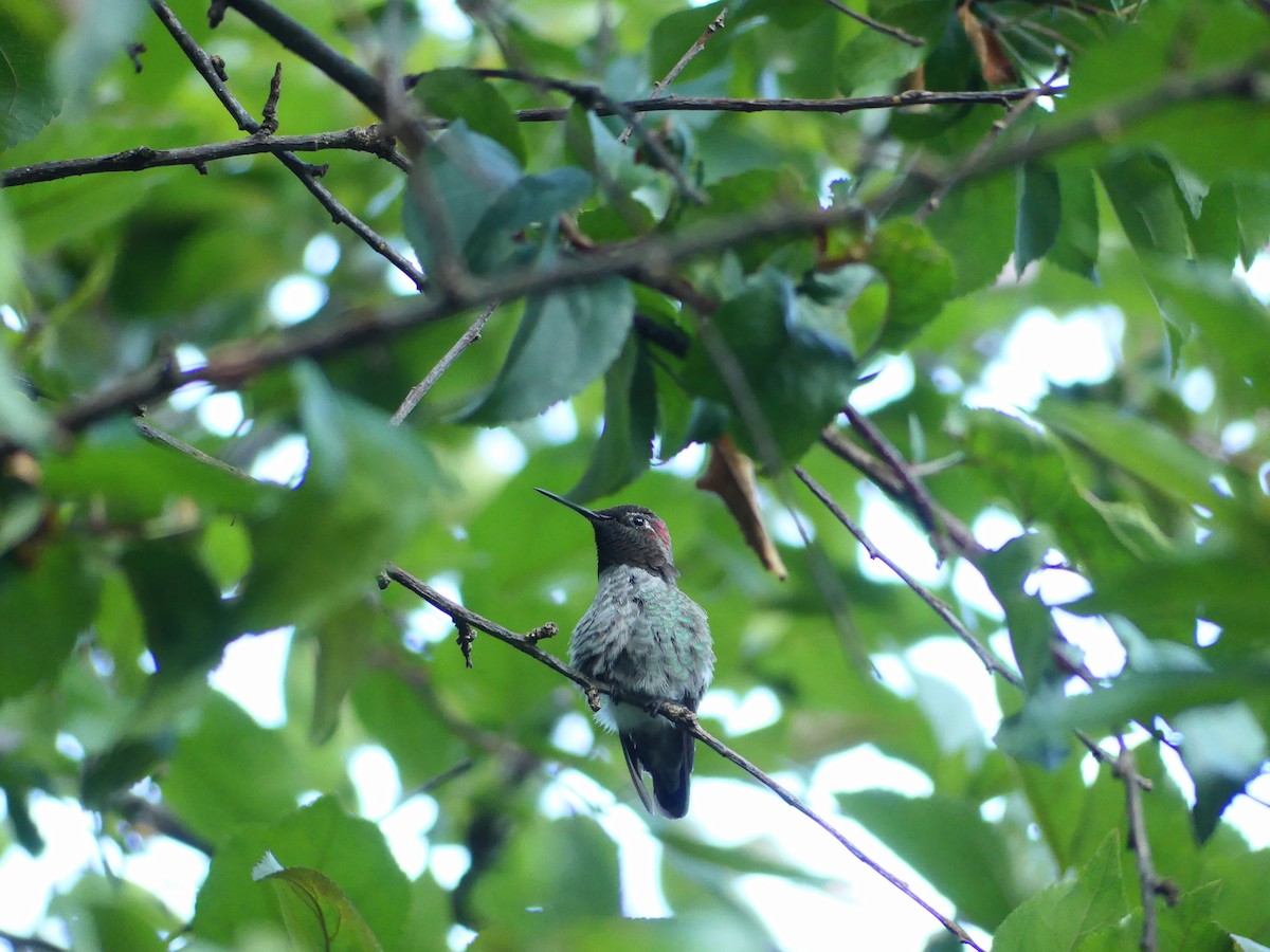 Anna's Hummingbird - ML608838414