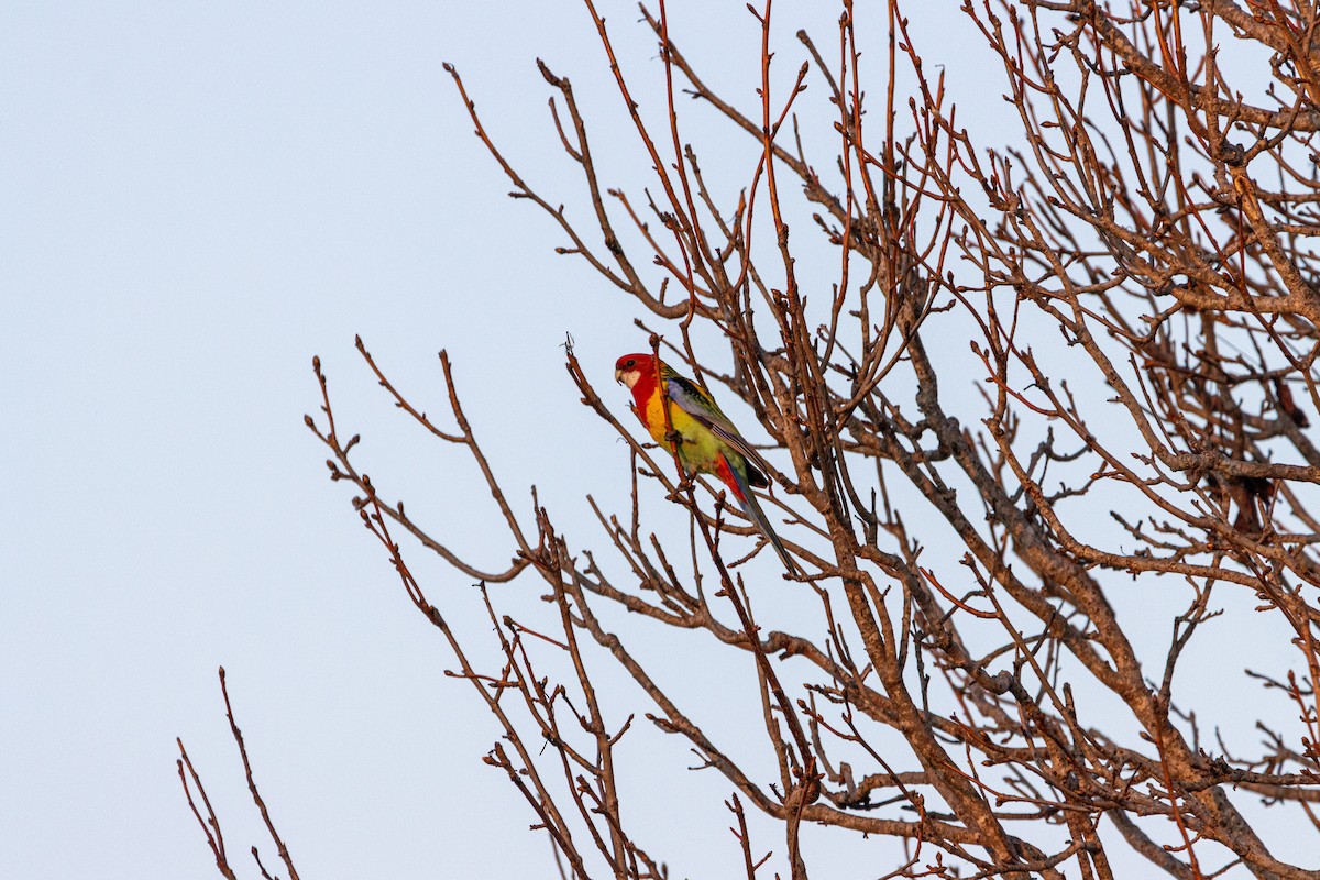 Eastern Rosella - ML608838443