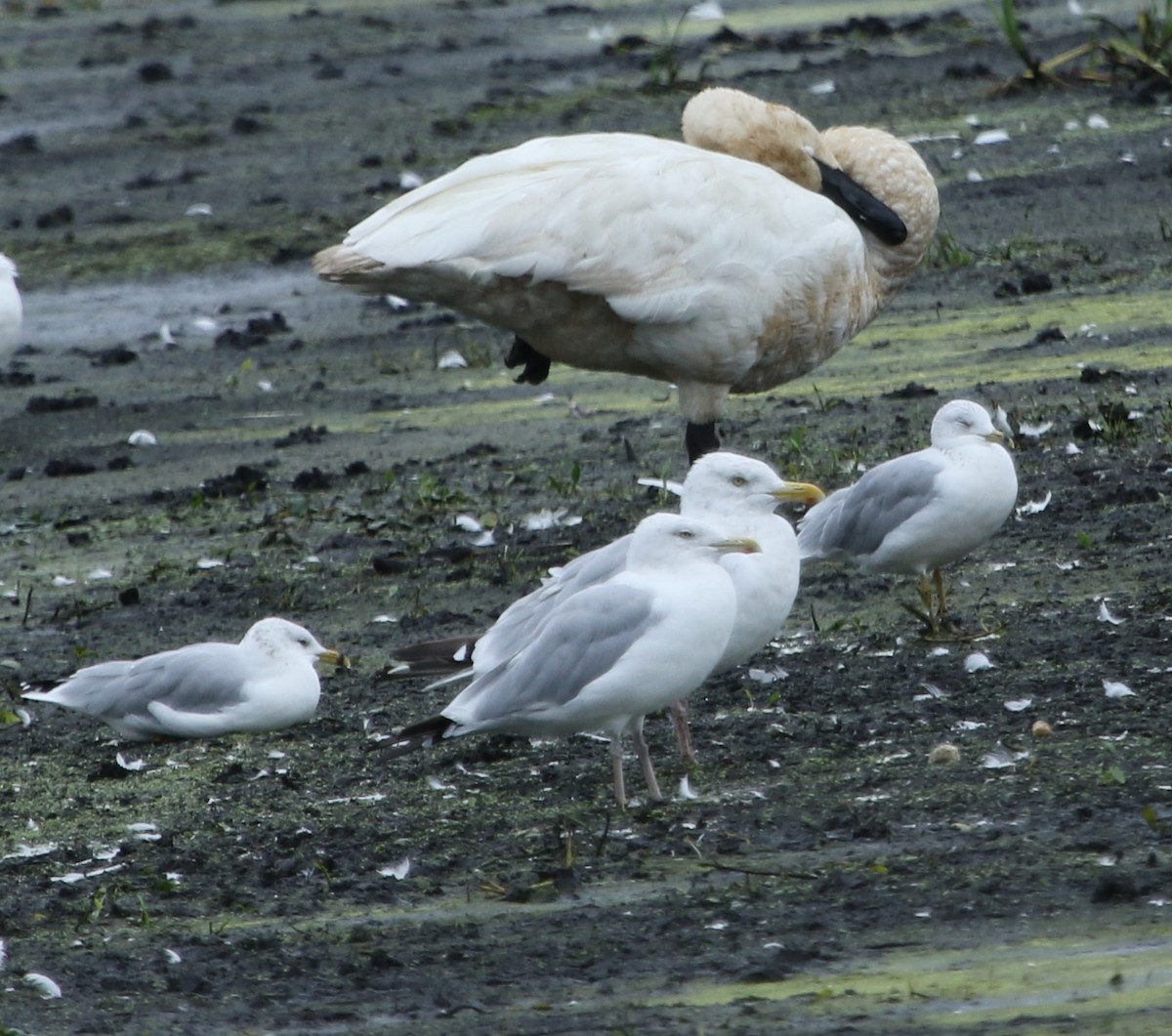 Herring Gull - ML608838452