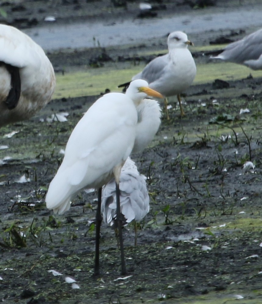 Great Egret - ML608838461