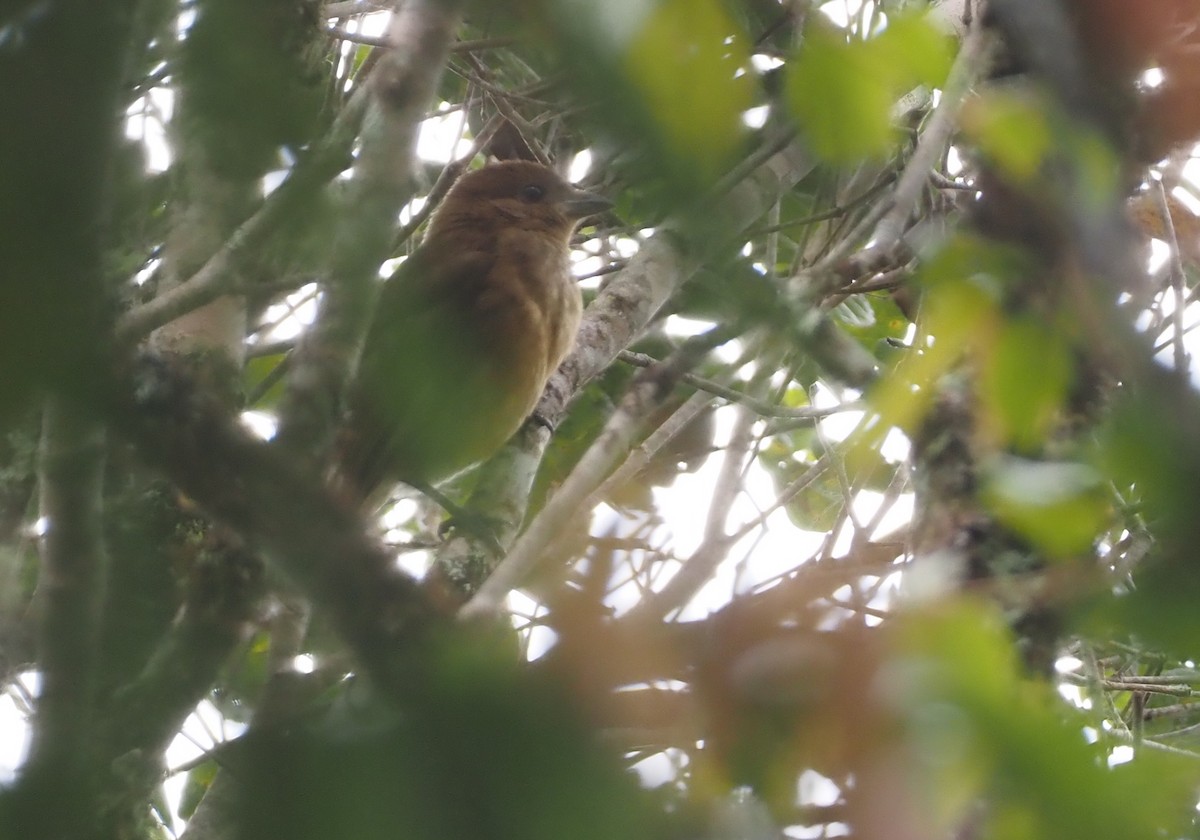 MacGregor's Bowerbird - Stephan Lorenz