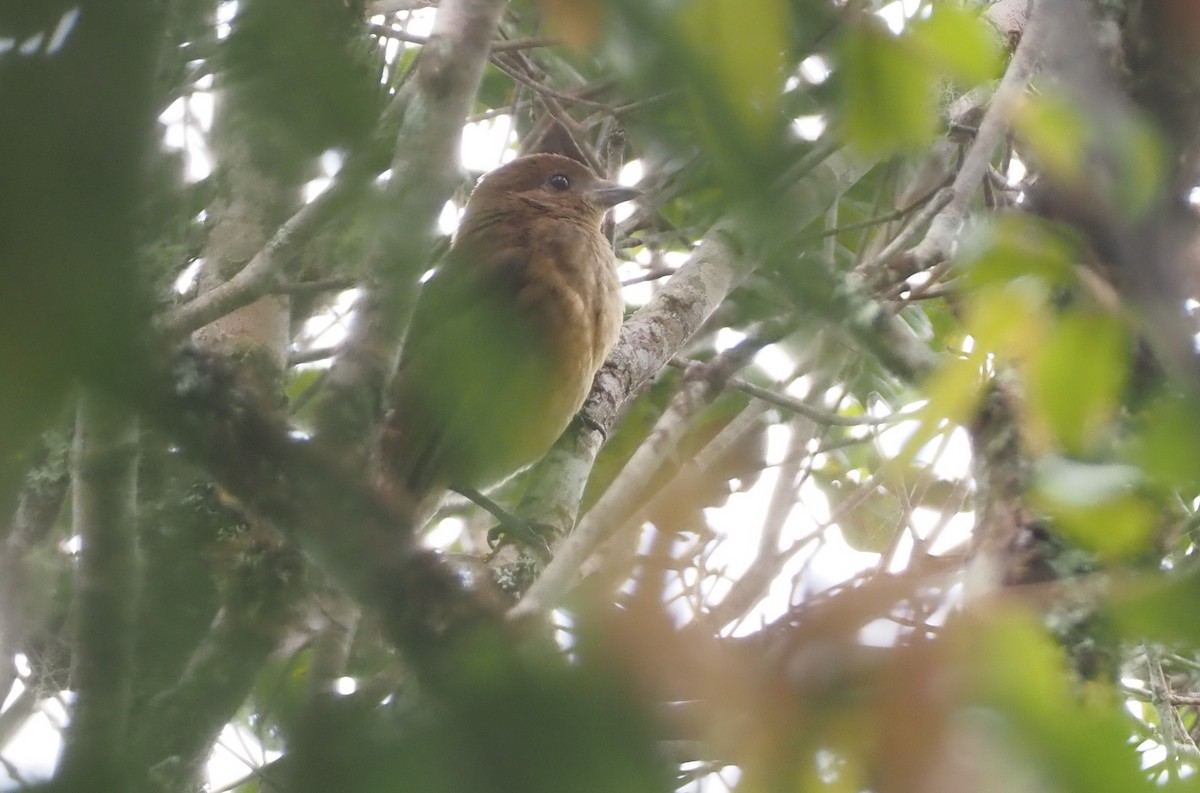 MacGregor's Bowerbird - ML608838477