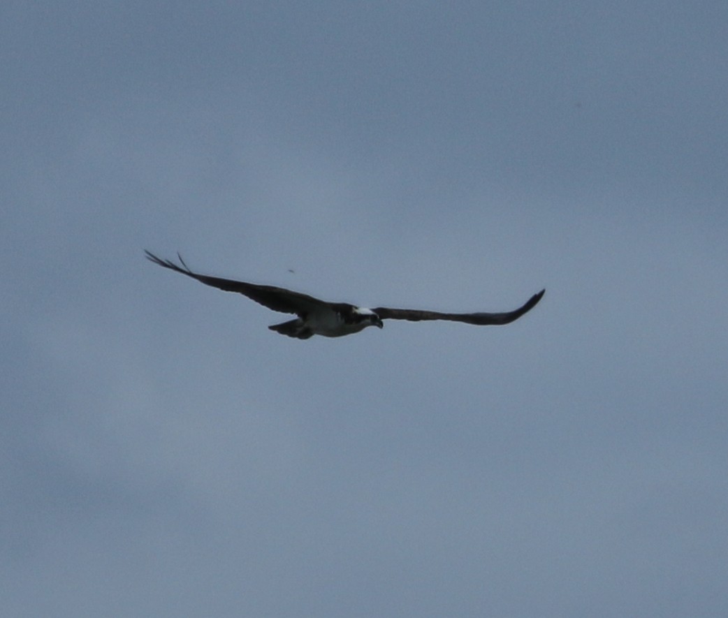 Balbuzard pêcheur - ML608838521