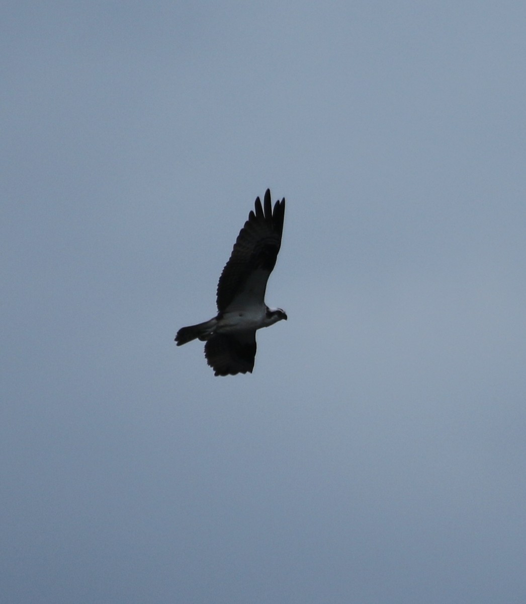 Balbuzard pêcheur - ML608838524