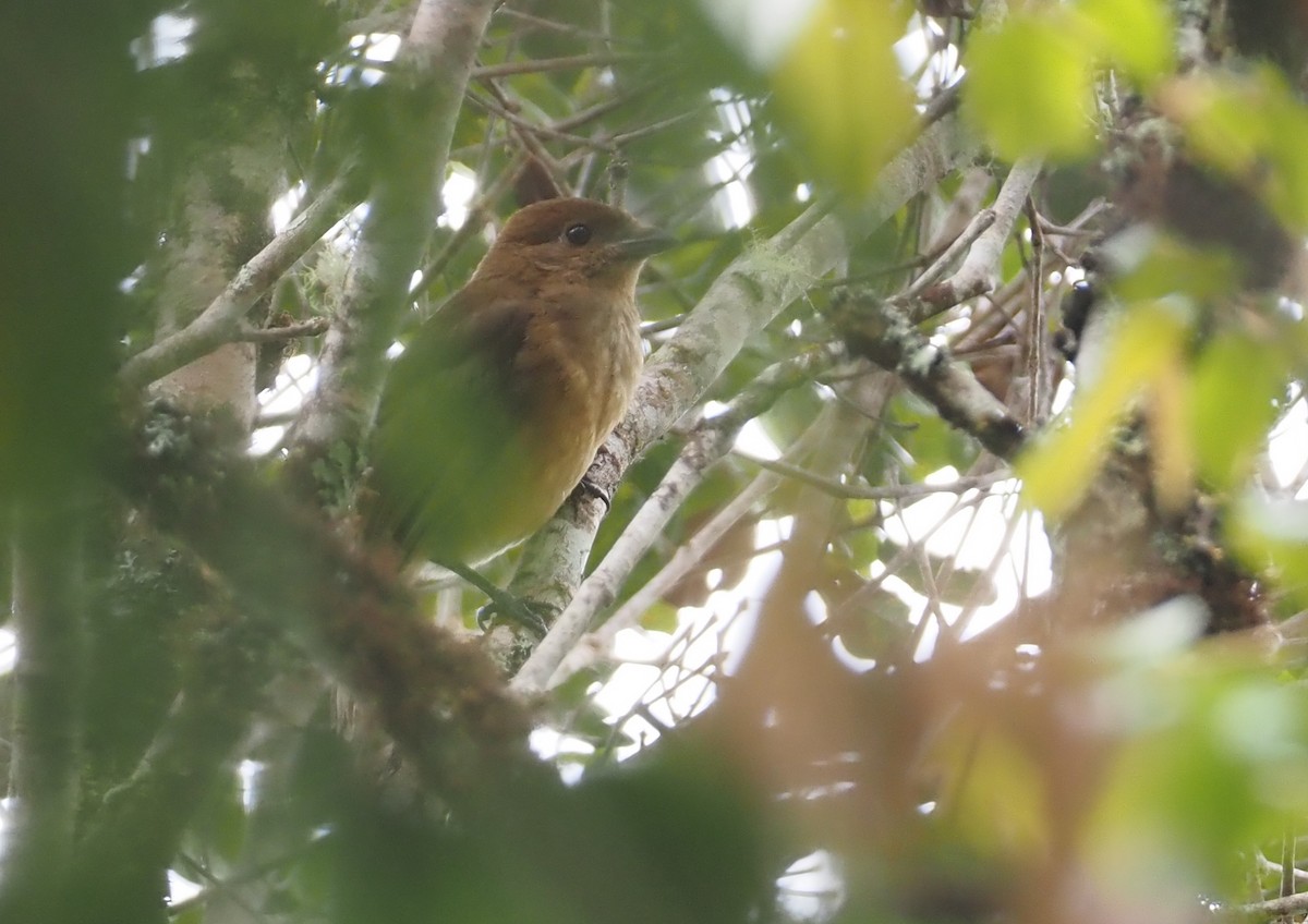 MacGregor's Bowerbird - ML608838531