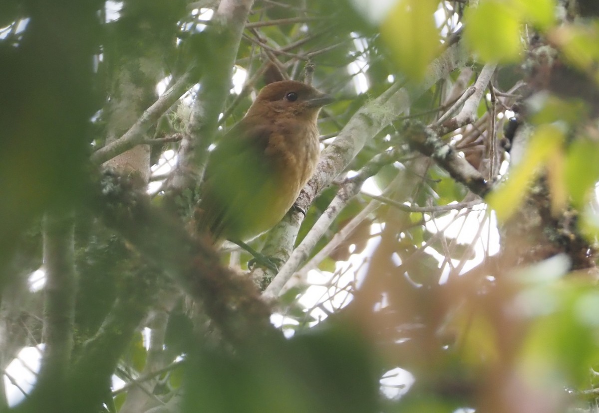 MacGregor's Bowerbird - Stephan Lorenz