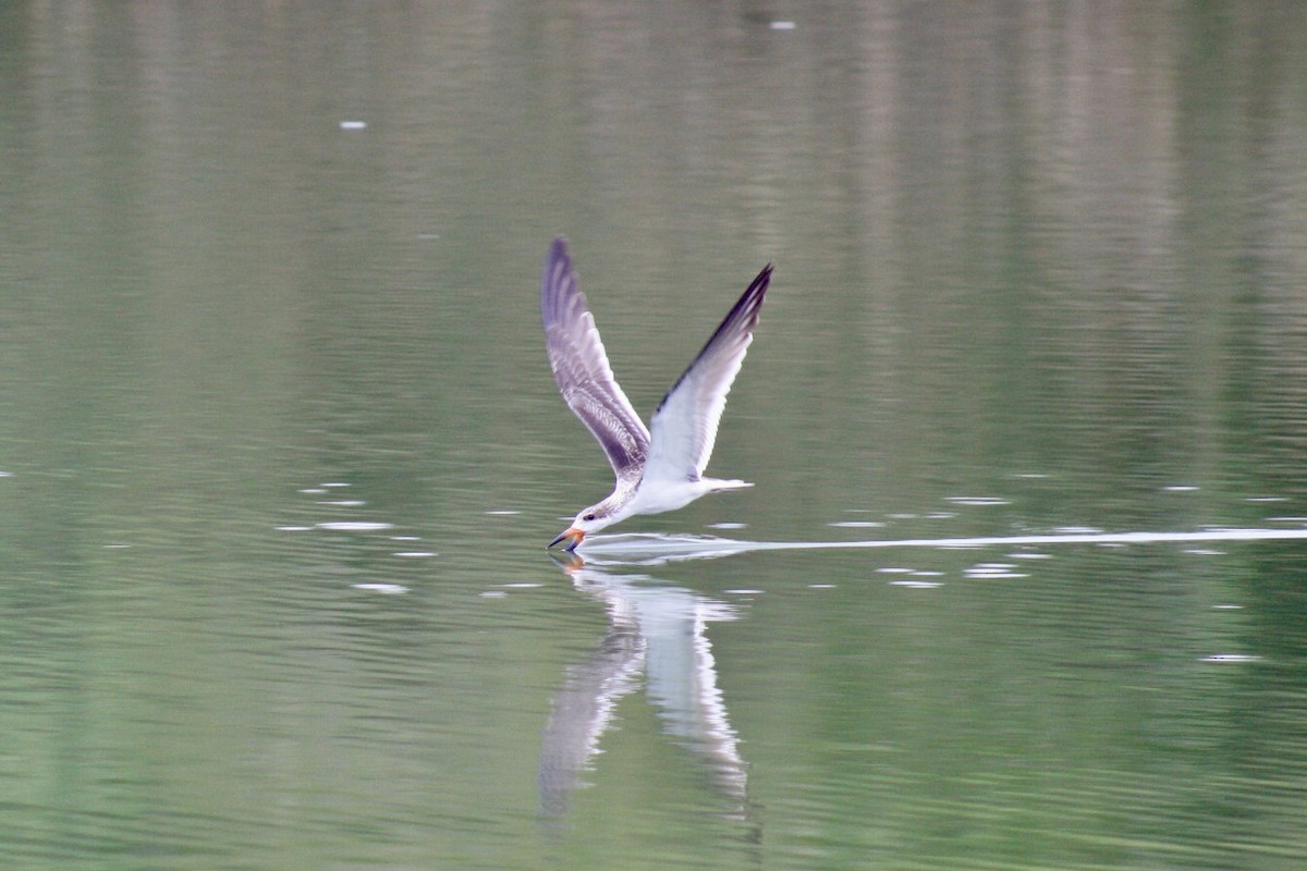 Black Skimmer - ML608838548