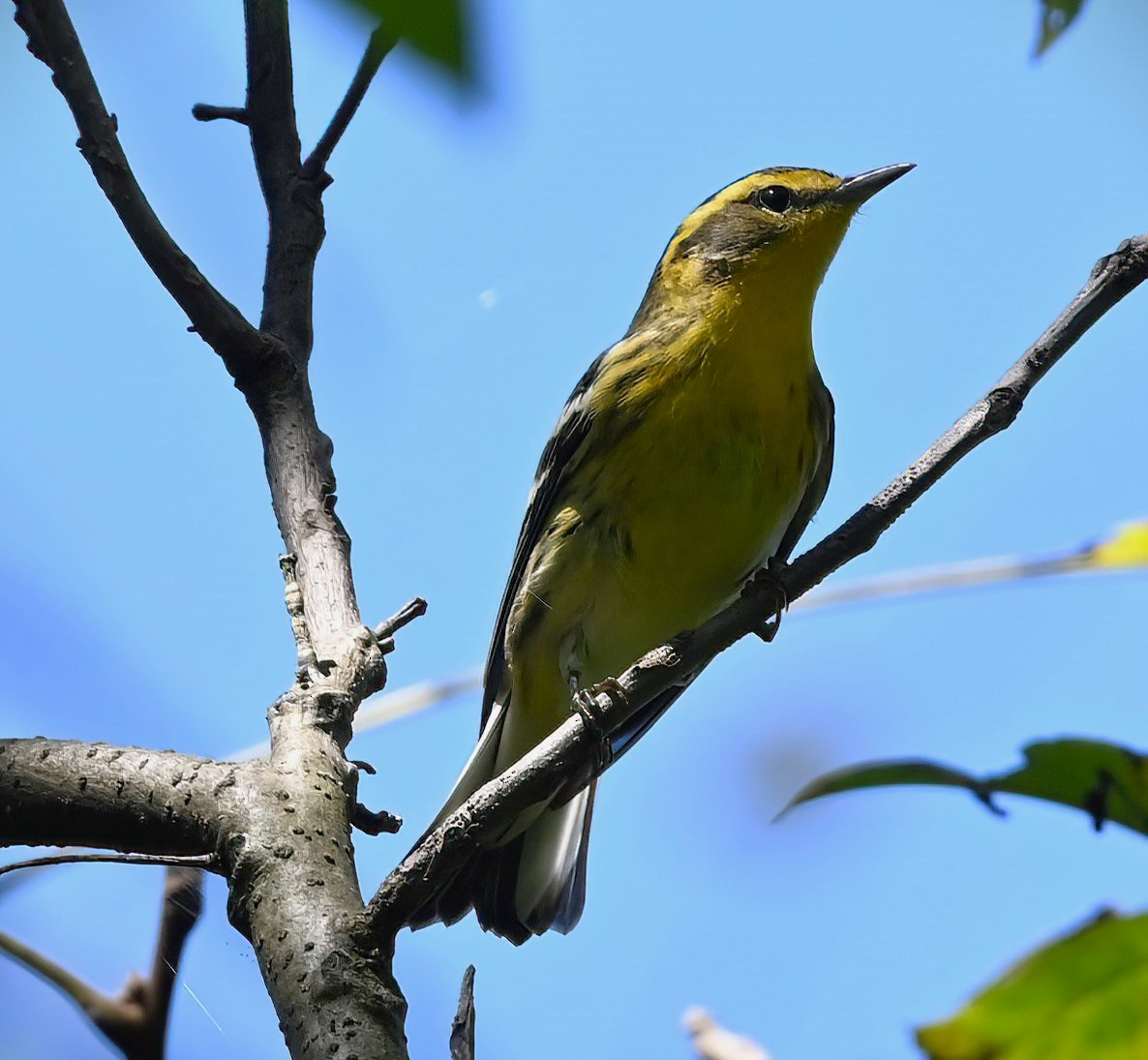 Blackburnian Warbler - ML608838610