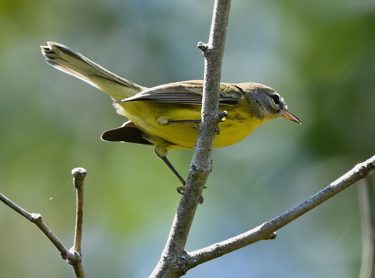 Prairie Warbler - ML608838625