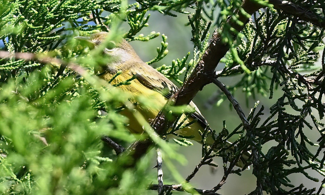 Prairie Warbler - ML608838626