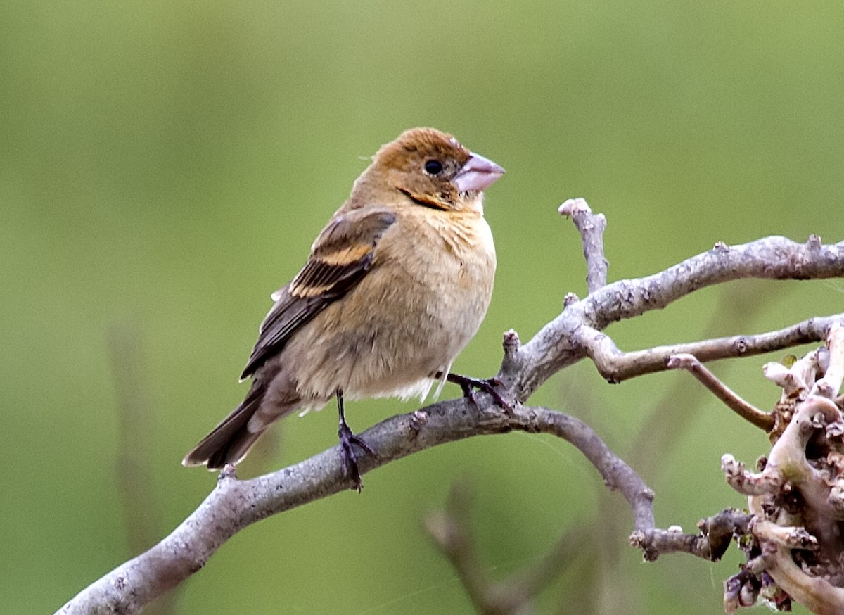 Blue Grosbeak - ML608838753