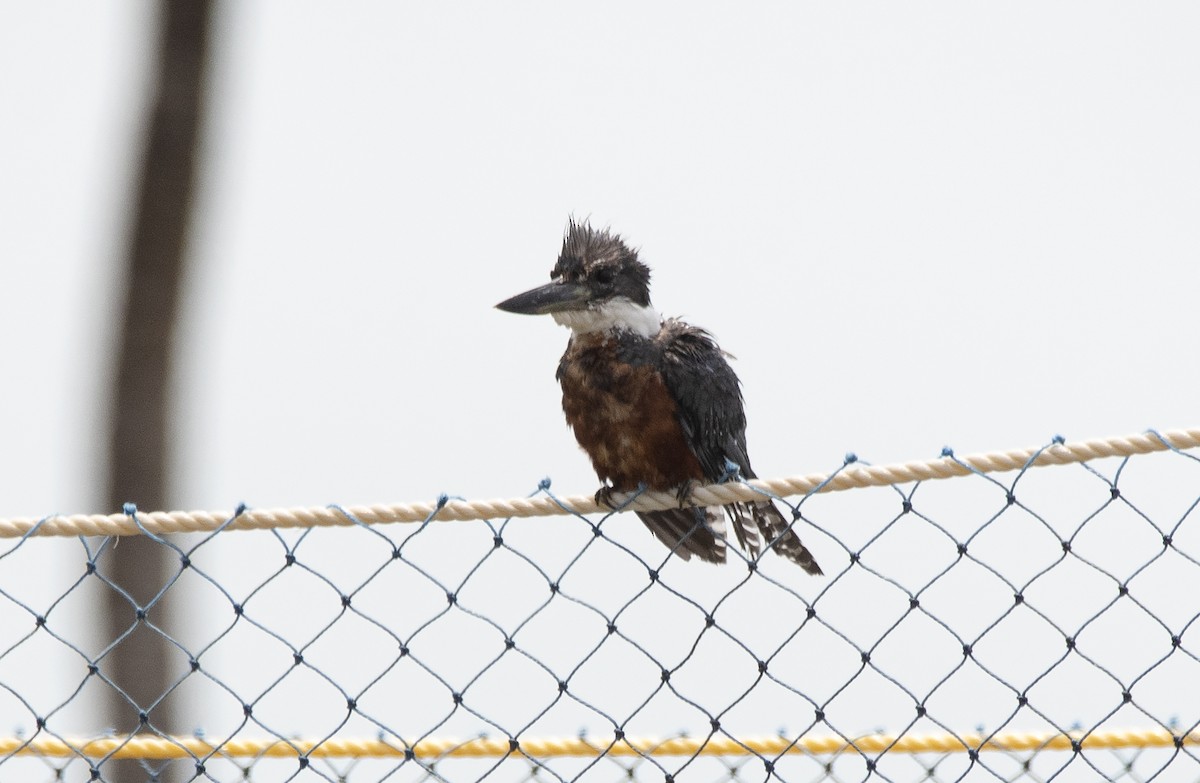 Ringed Kingfisher - ML608838812