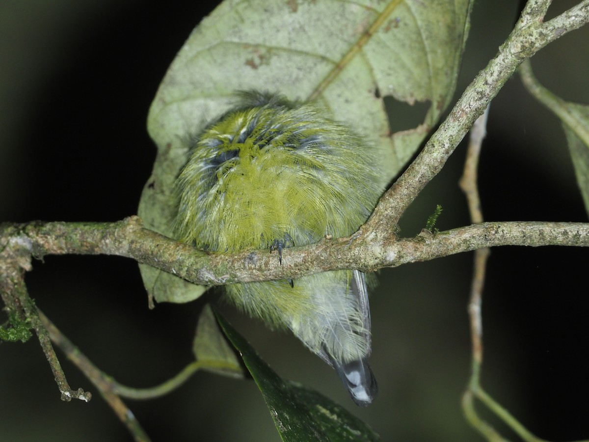 Slaty-chinned Longbill - ML608838901