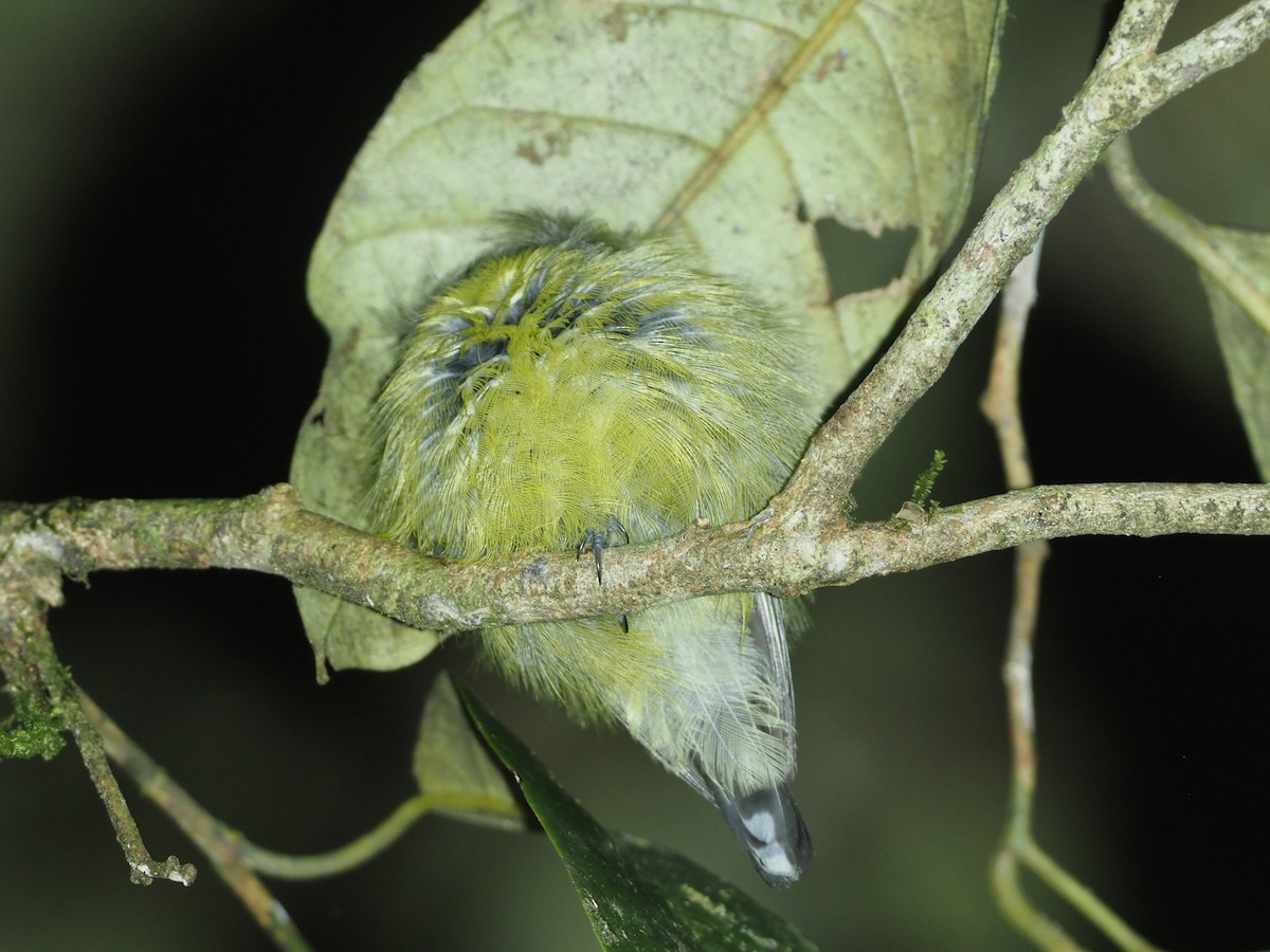 Slaty-chinned Longbill - ML608838905