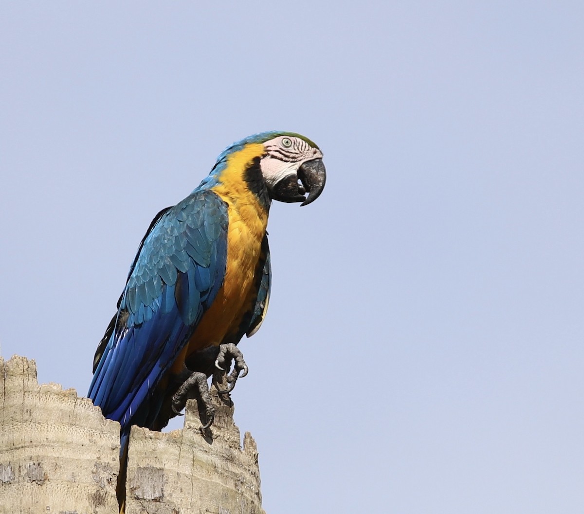 Blue-and-yellow Macaw - ML608838967