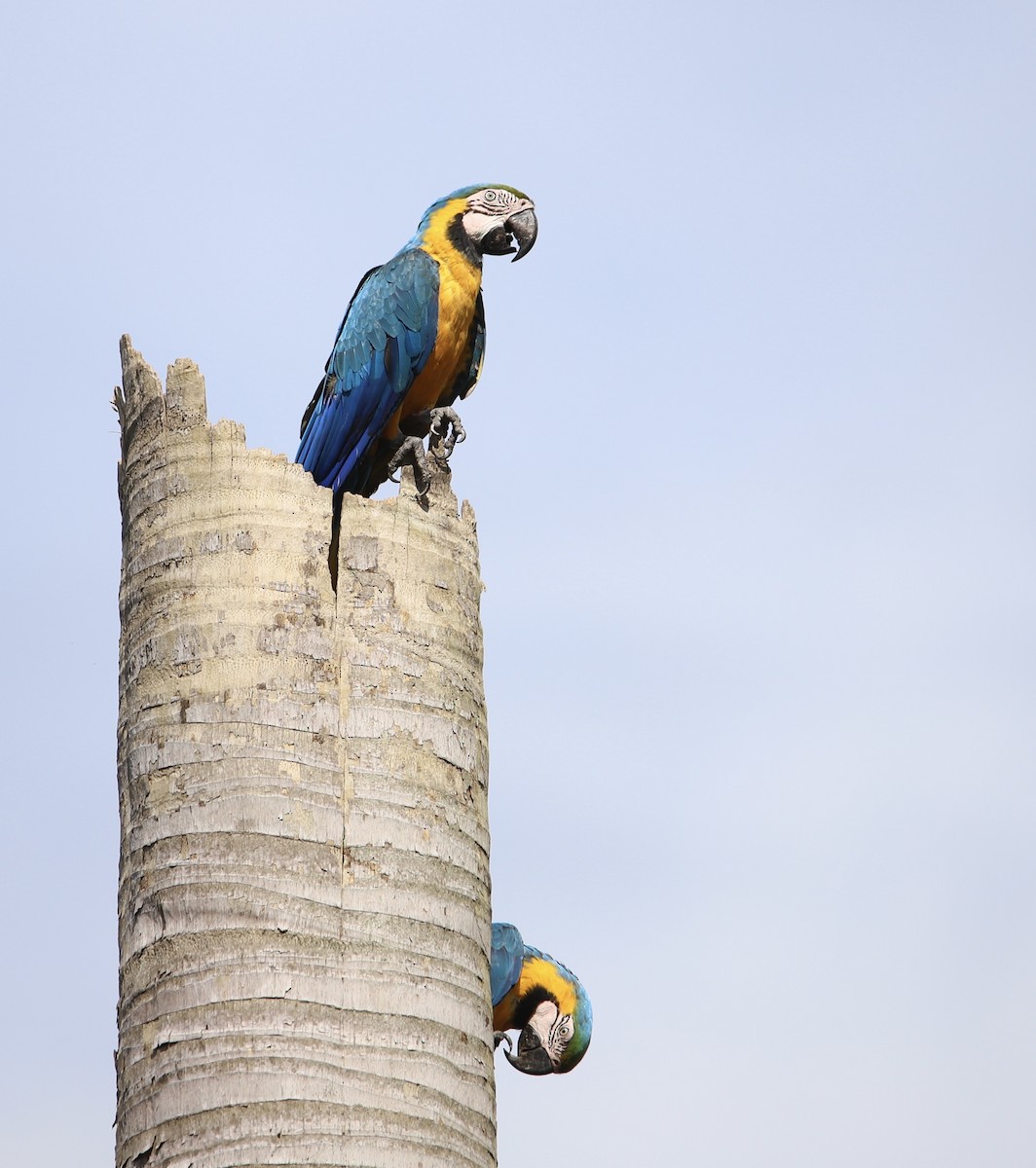 Blue-and-yellow Macaw - ML608838968