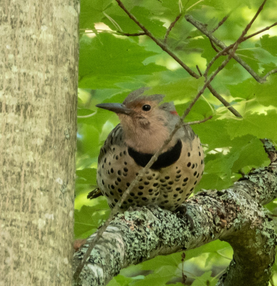 Northern Flicker - ML608838986