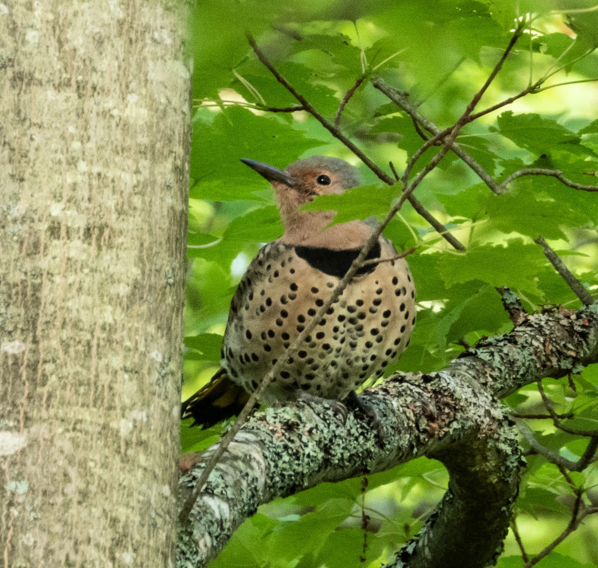 Northern Flicker - ML608838987