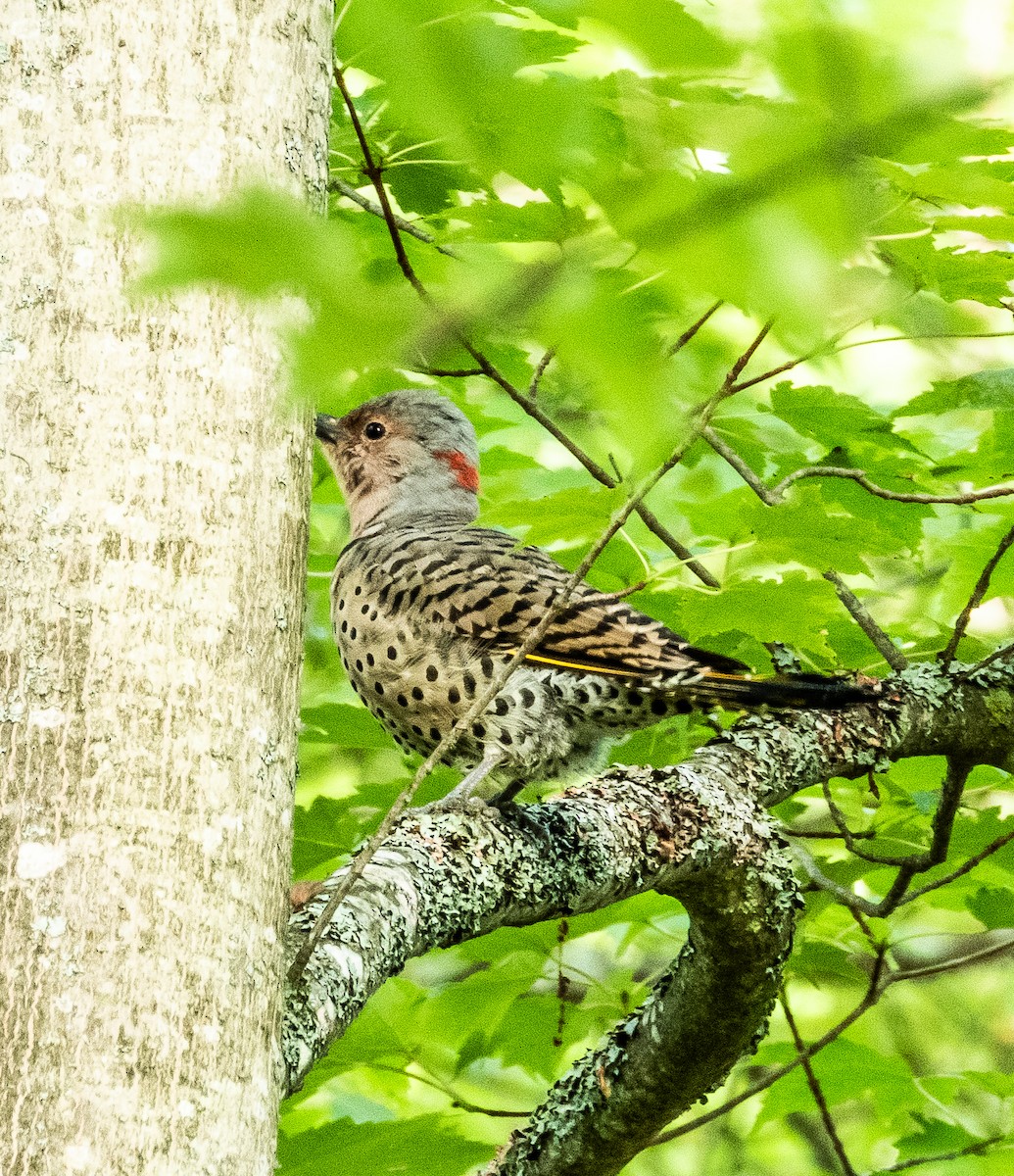 Northern Flicker - ML608838988