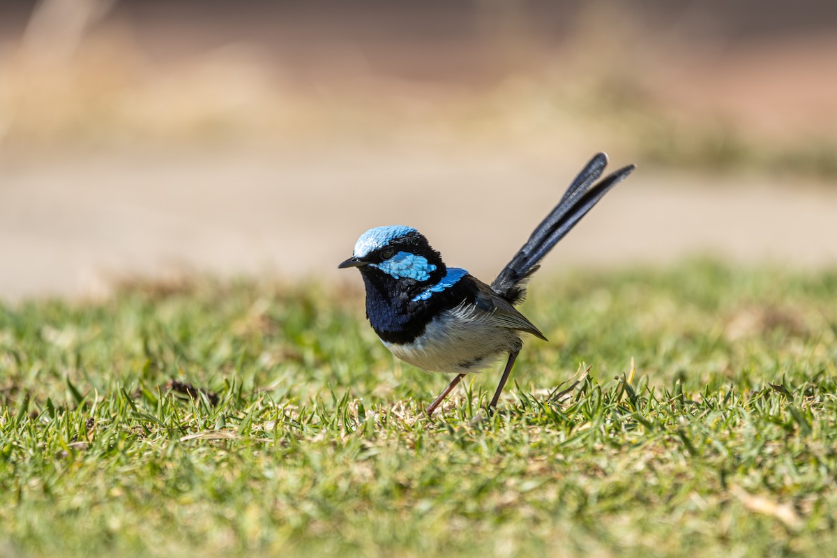 Superb Fairywren - Russell Campbell