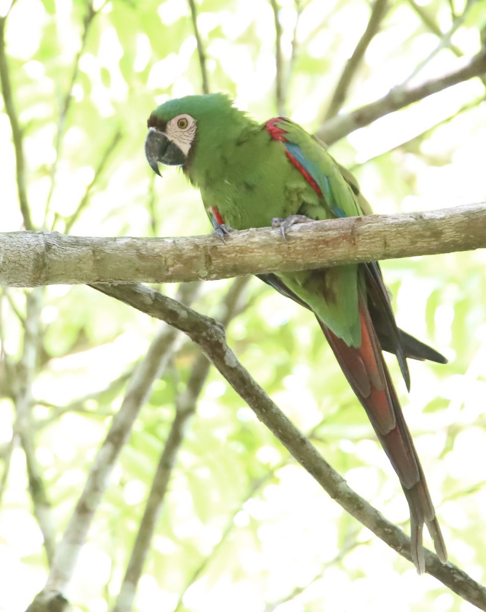 Chestnut-fronted Macaw - ML608839008