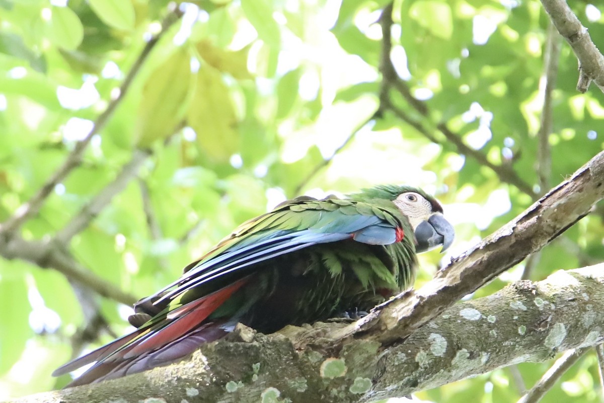 Chestnut-fronted Macaw - ML608839013