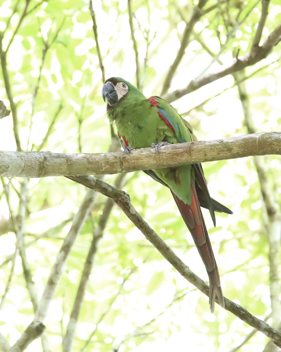 Chestnut-fronted Macaw - ML608839014