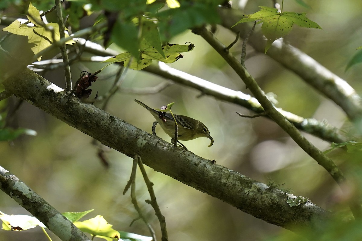 Pine Warbler - ML608839057