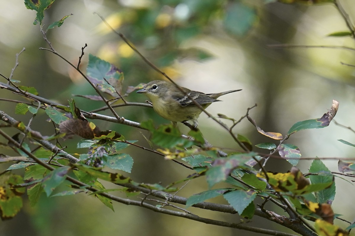 Pine Warbler - ML608839058