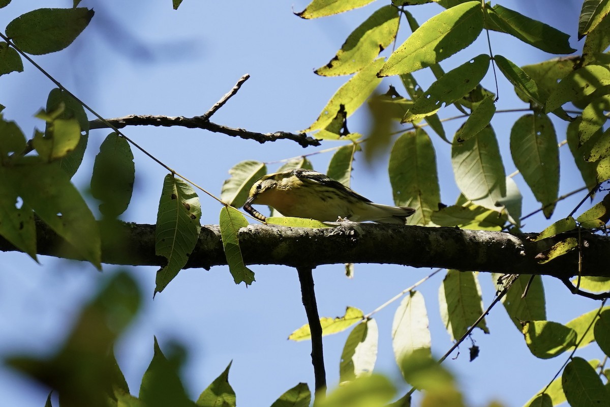 Blackburnian Warbler - ML608839090