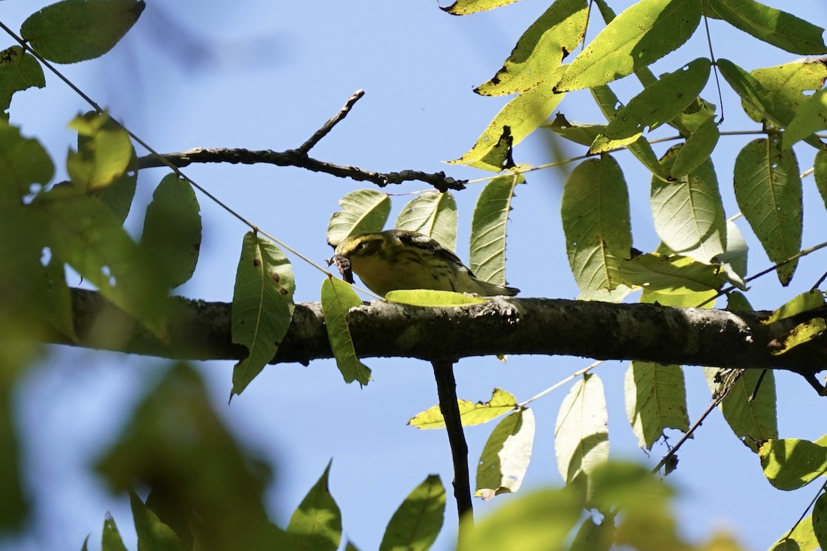 Blackburnian Warbler - ML608839091