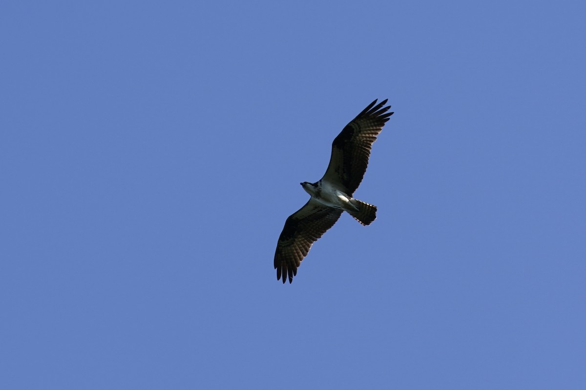 Águila Pescadora - ML608839115