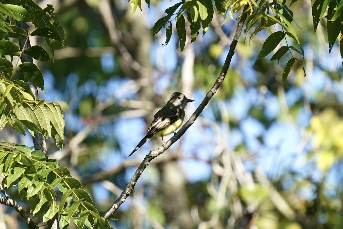 Great Crested Flycatcher - ML608839125