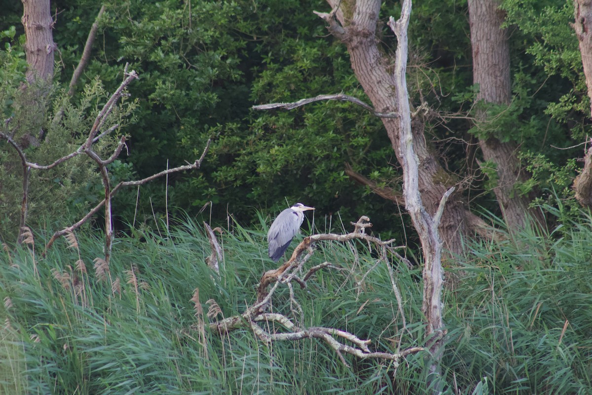 Gray Heron - Theo Kemp