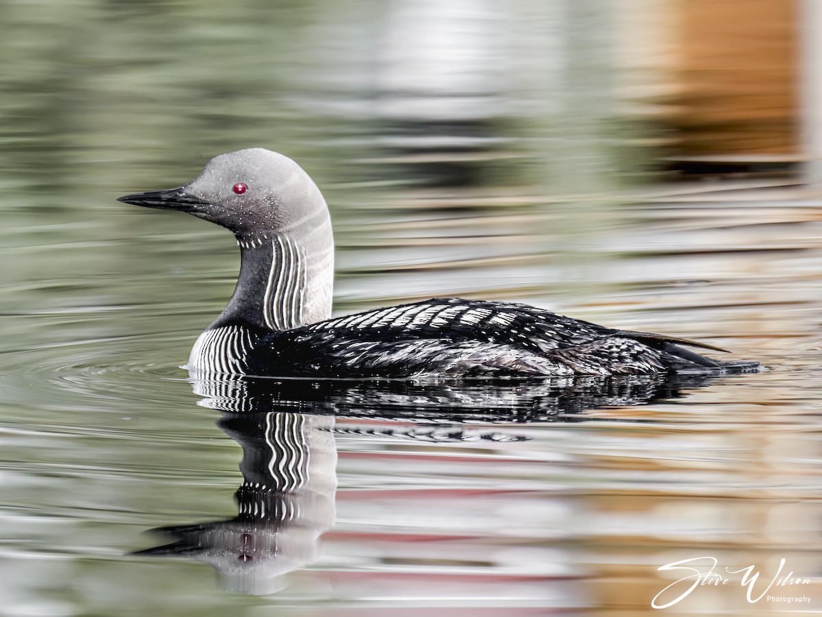 Pacific Loon - ML608839171