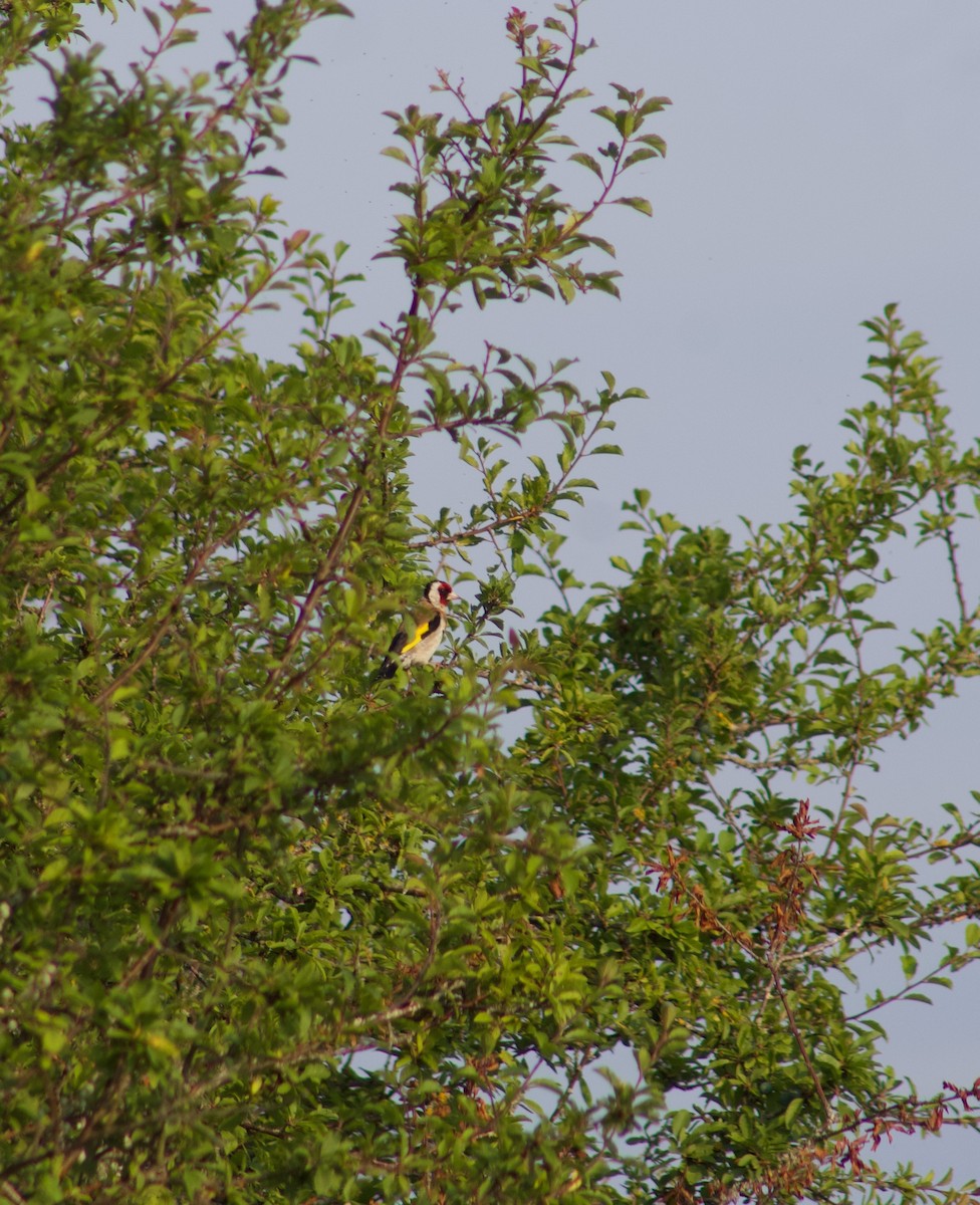 European Goldfinch - ML608839175