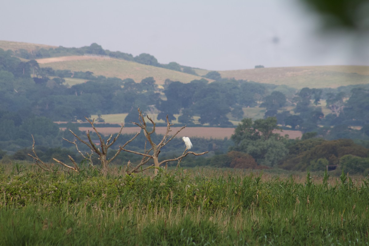 Great Egret - ML608839184