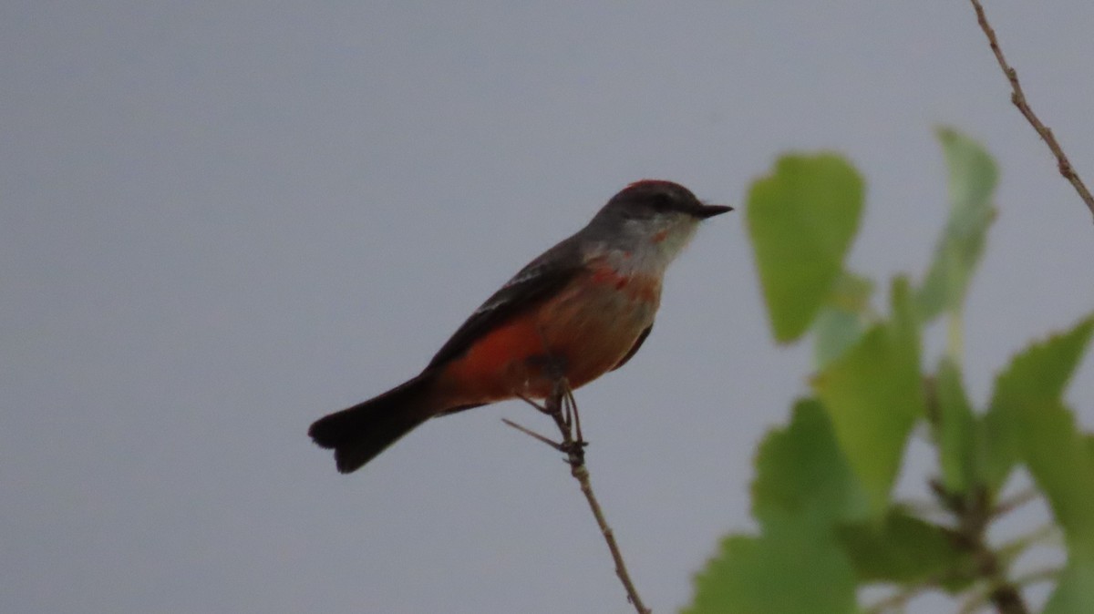 Vermilion Flycatcher - ML608839361