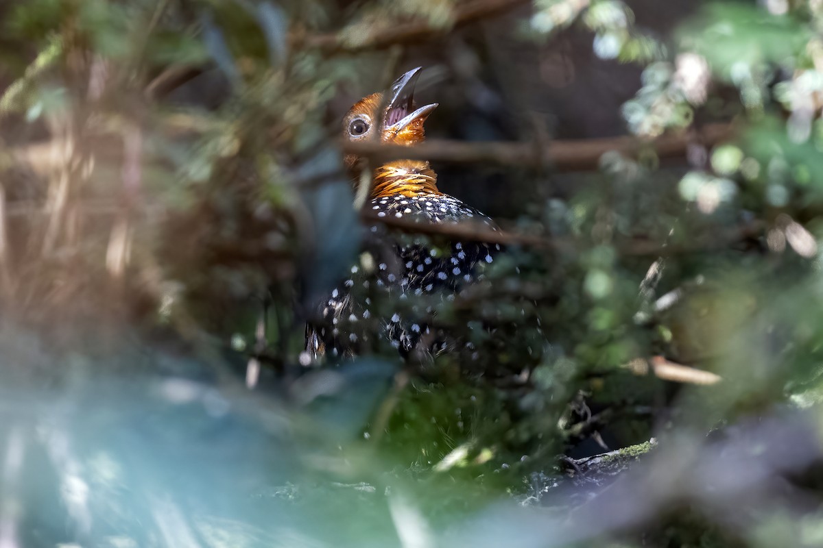 Ocellated Tapaculo - ML608839391
