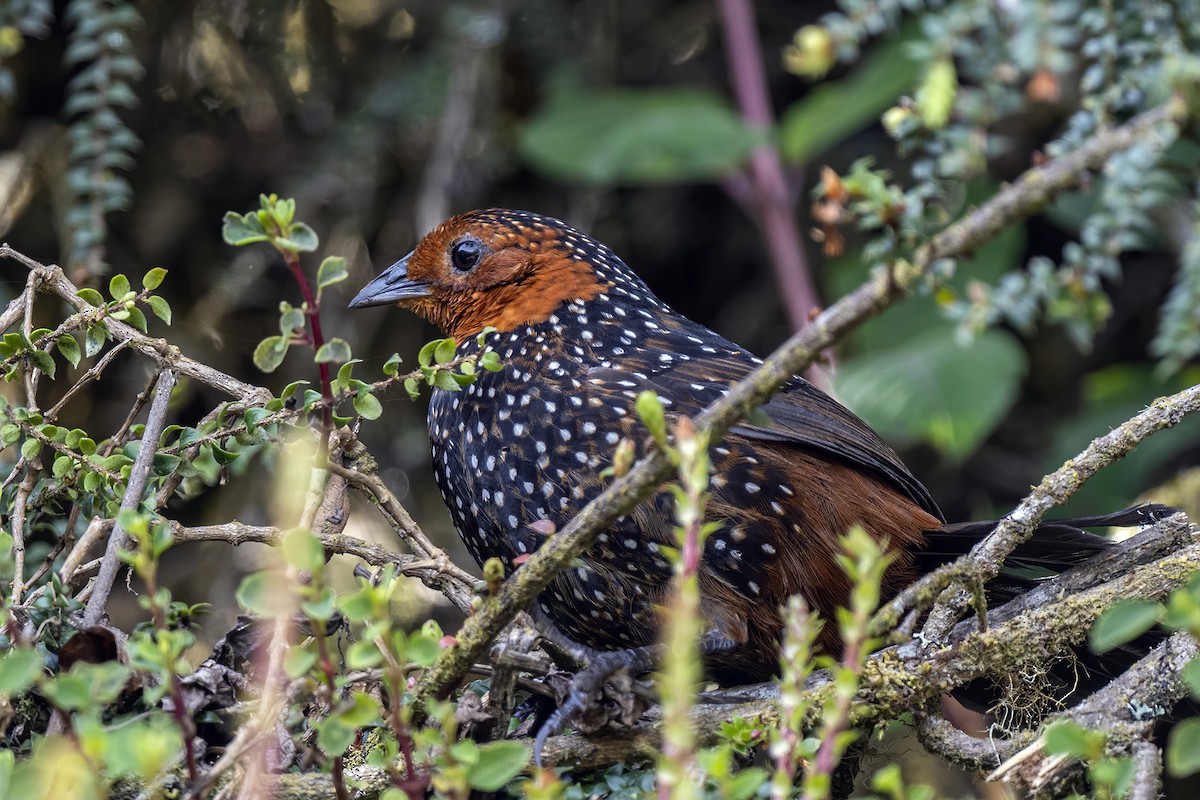 Ocellated Tapaculo - ML608839392