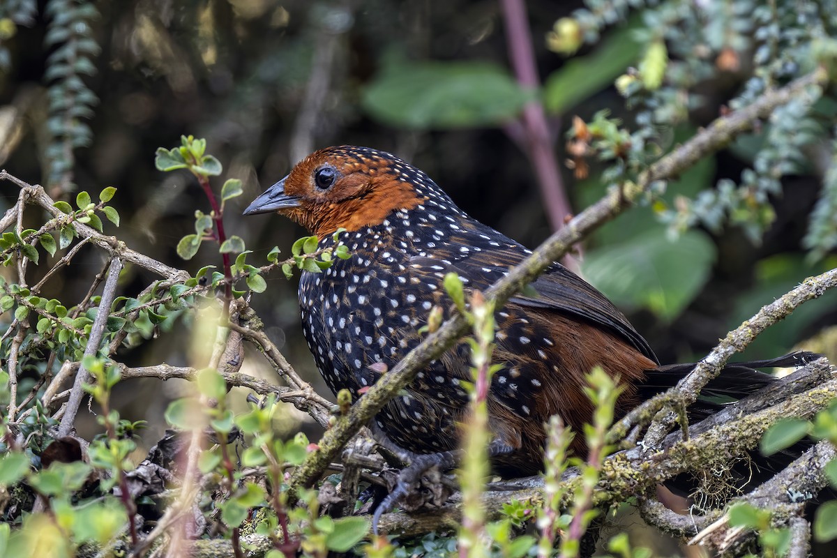 Perlmanteltapaculo - ML608839392