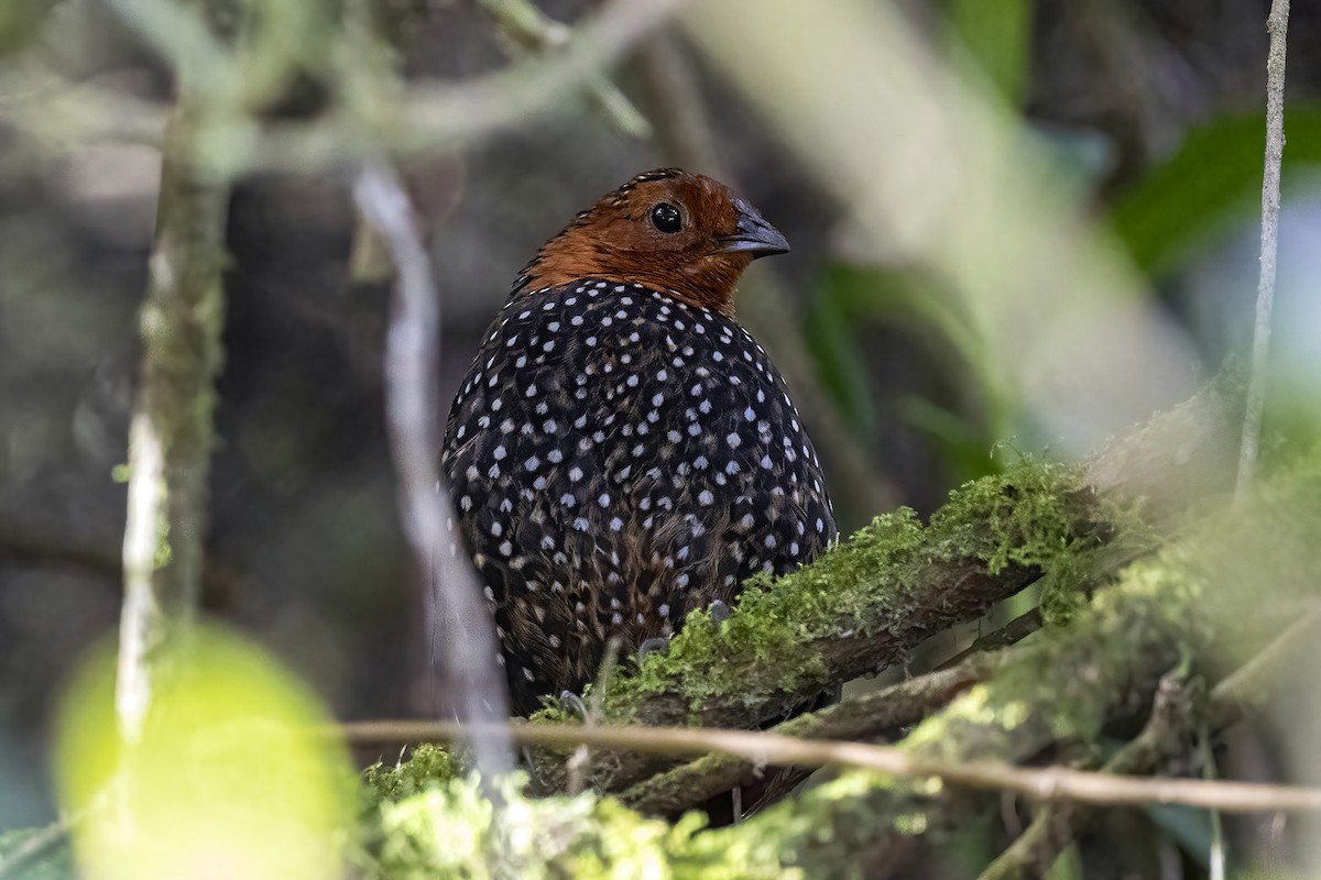 Ocellated Tapaculo - ML608839393