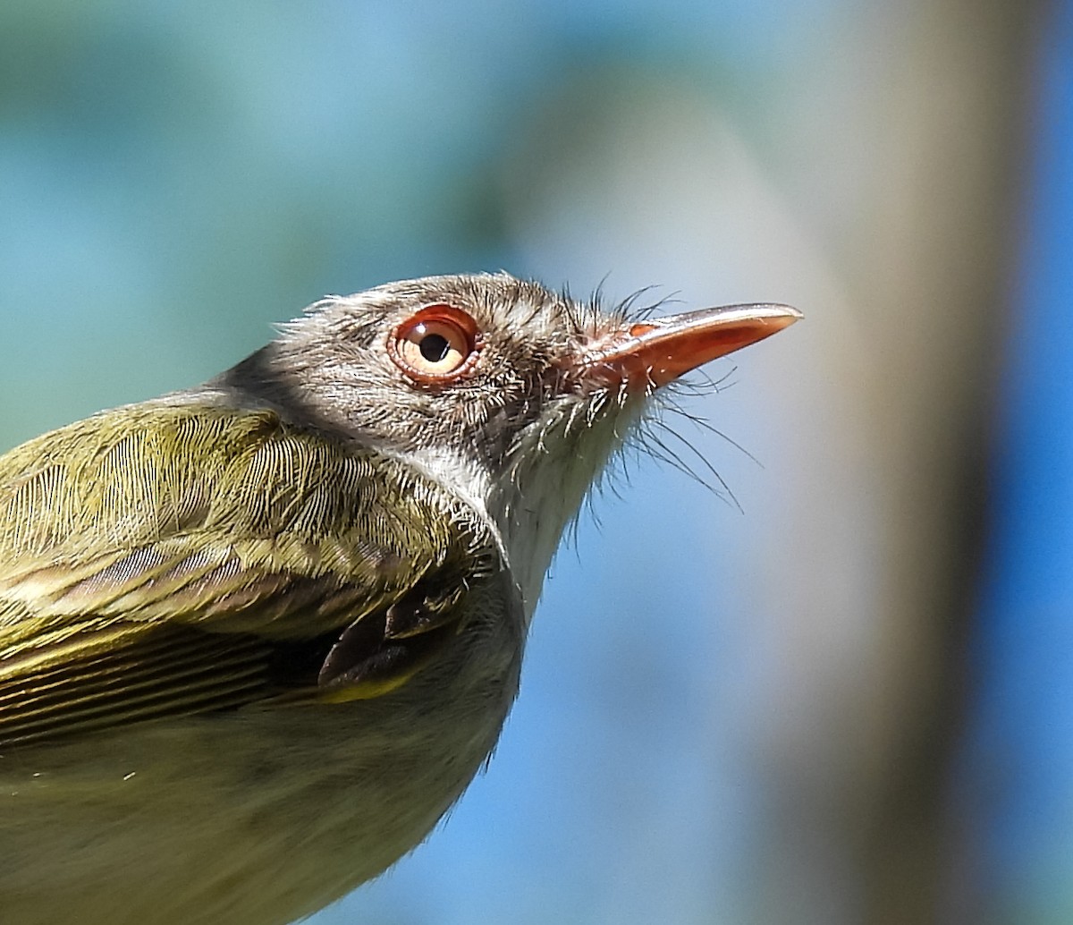 Pearly-vented Tody-Tyrant - ML608839489