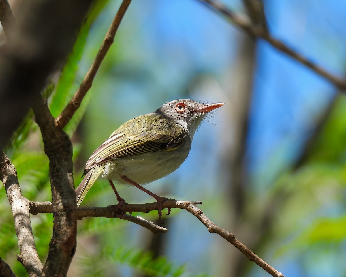 Pearly-vented Tody-Tyrant - ML608839490