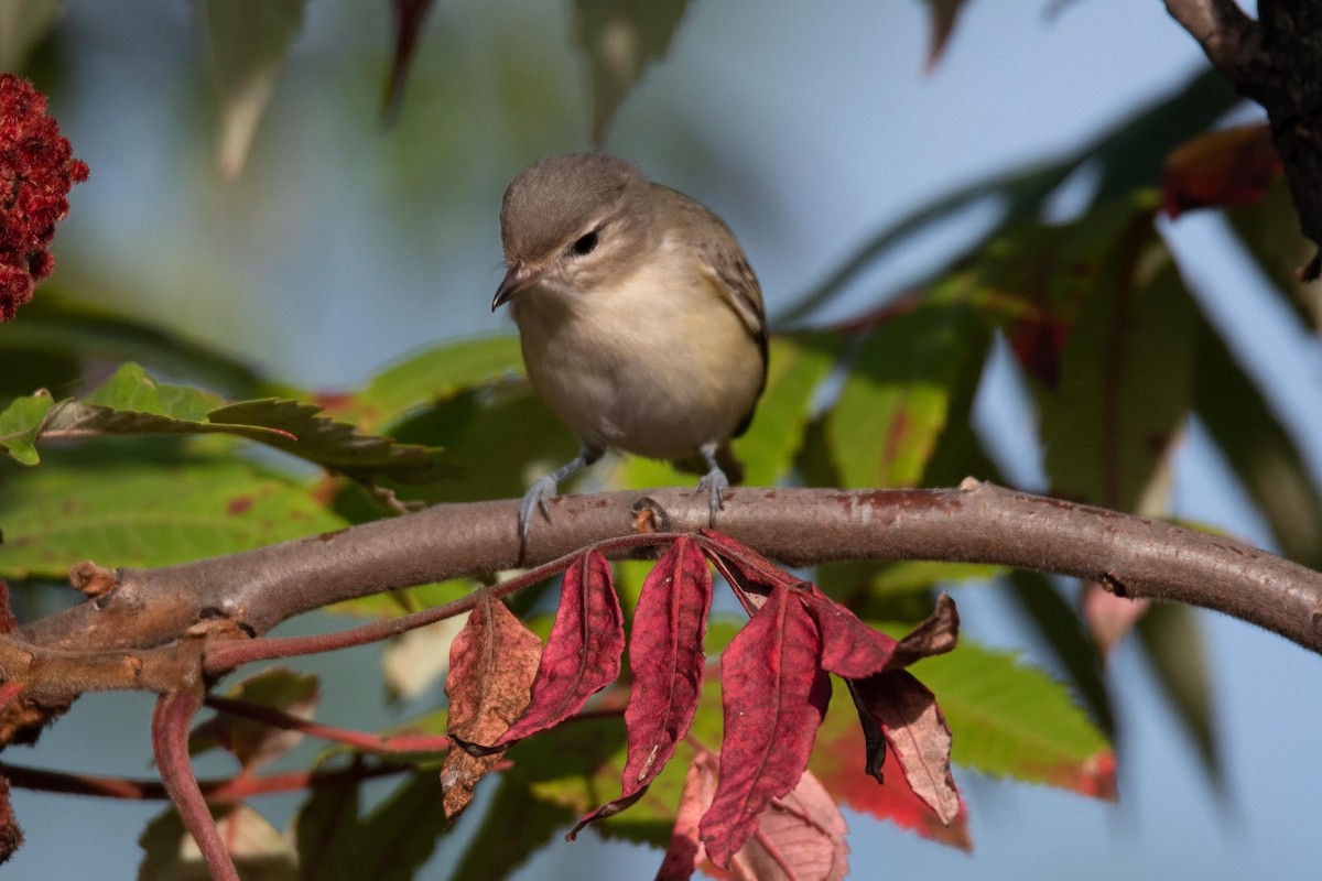 Warbling Vireo - ML608839567