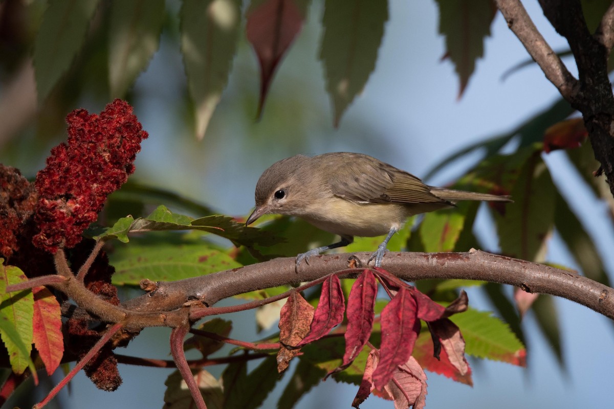 Warbling Vireo - ML608839568