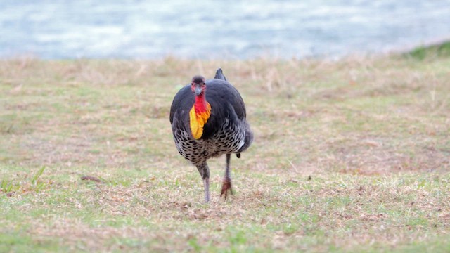 Australian Brushturkey - ML608839571