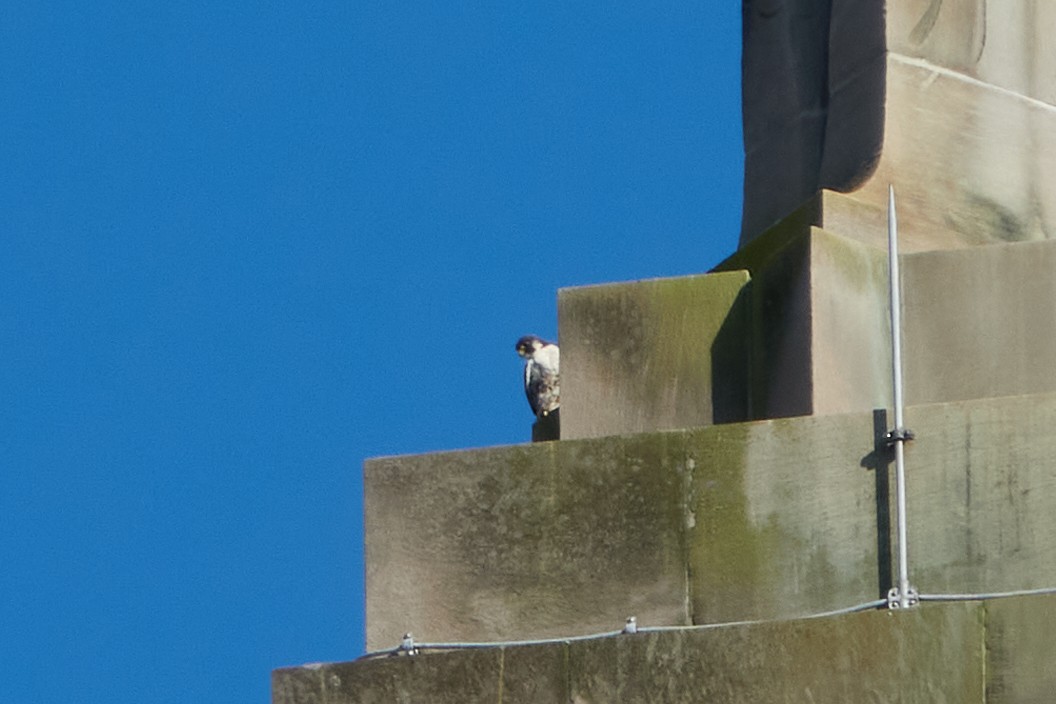 Peregrine Falcon - Elodie Roze