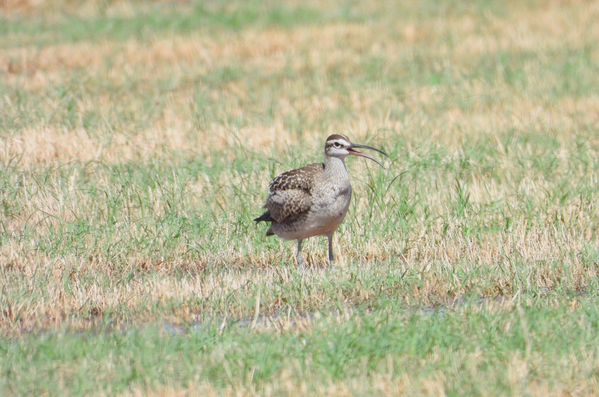 Whimbrel - ML608839703