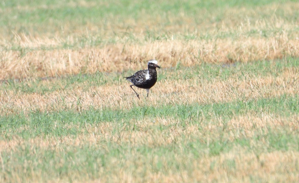 Black-bellied Plover - ML608839714